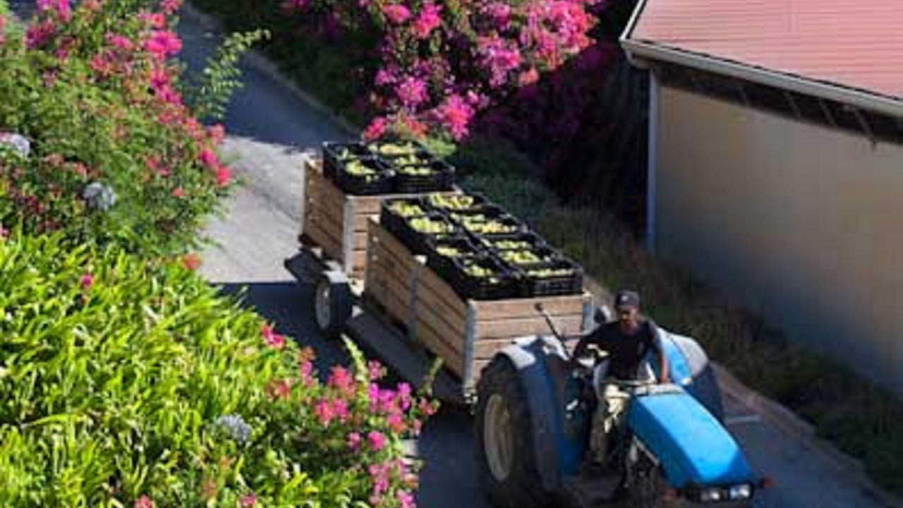 Photo of Outdoor in Stellenbosch
