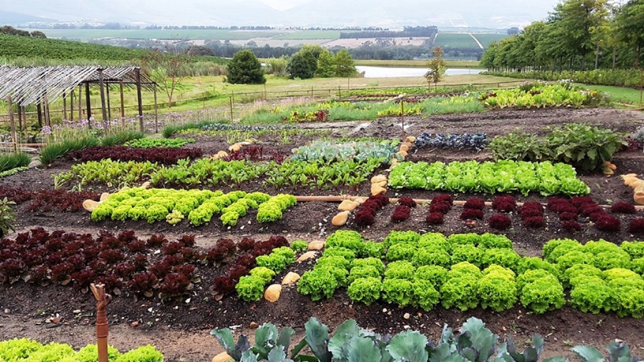 Photo of Outdoor in Stellenbosch