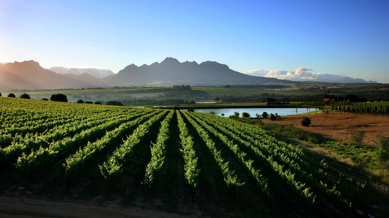 Photo of Others in Stellenbosch