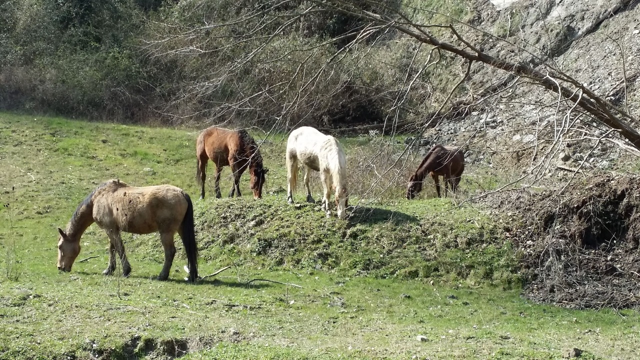Photo of Outdoor in Brisighella