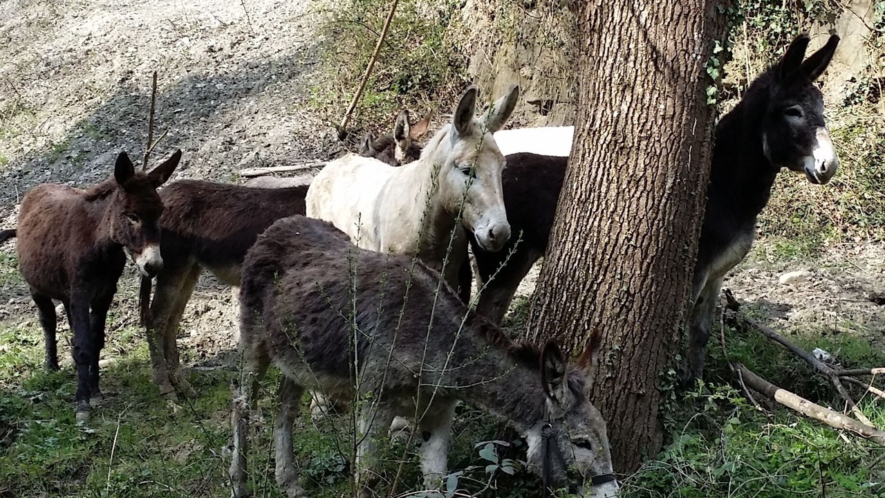 Photo of Outdoor in Brisighella