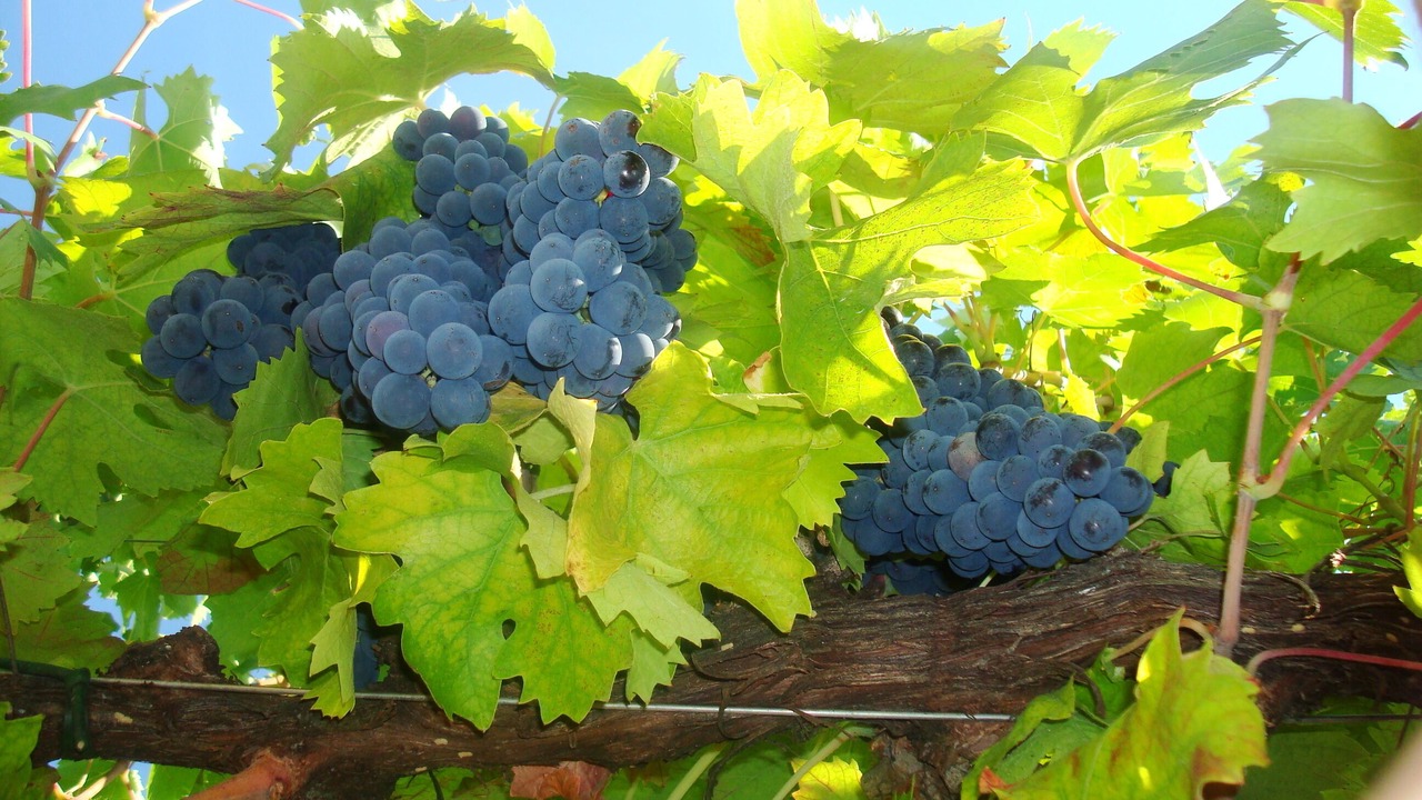 Photo of Outdoor in Brisighella