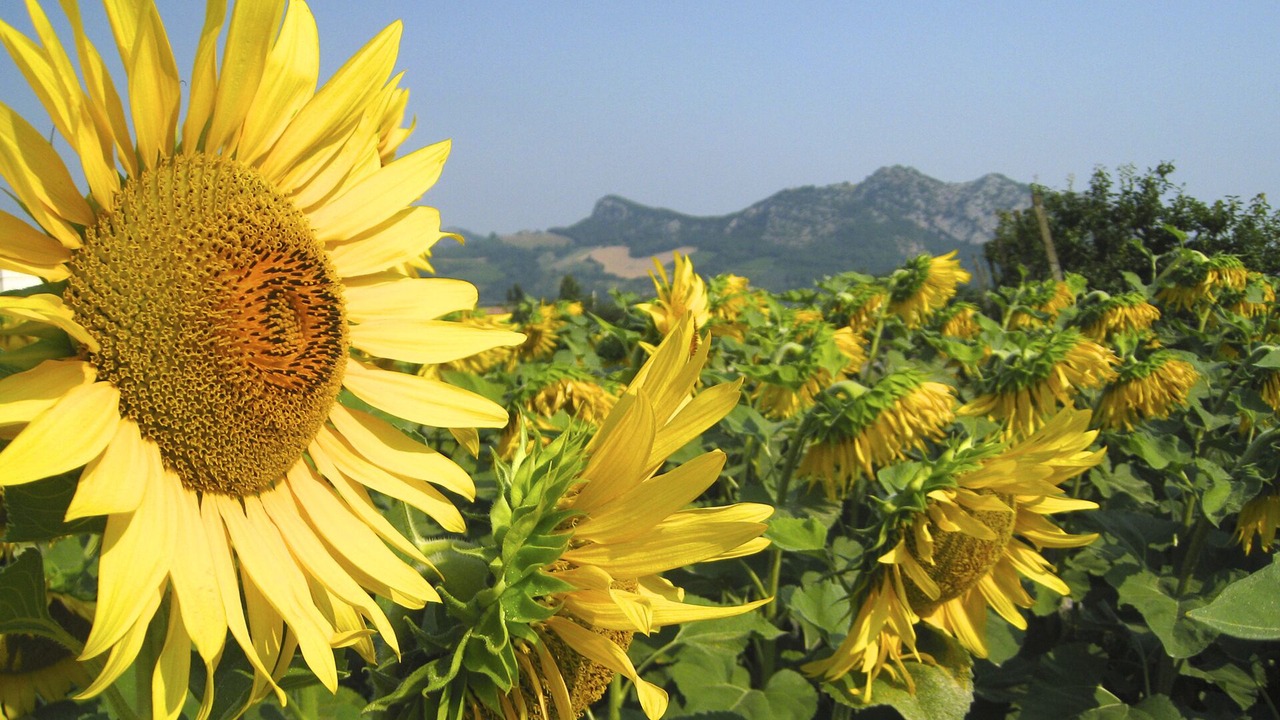 Photo of Outdoor in Brisighella