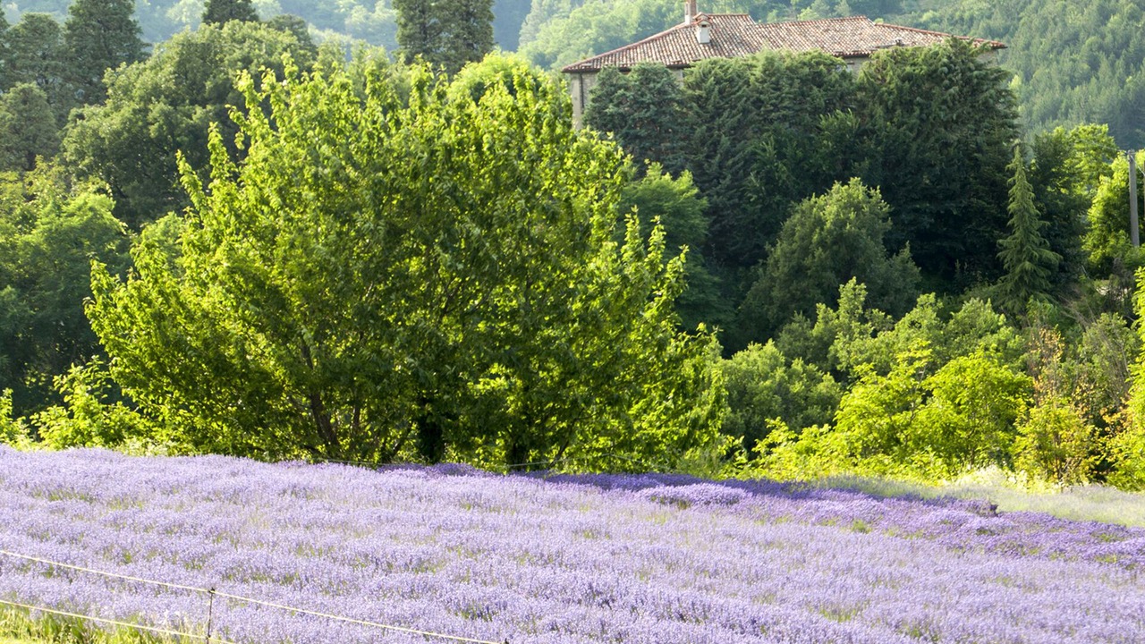 Photo of Outdoor in Brisighella