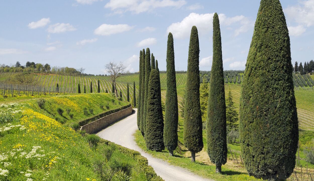 Photo of Others in Gaiole in Chianti