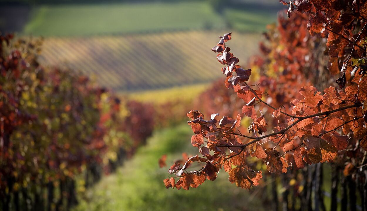 Photo of Outdoor in Gaiole in Chianti