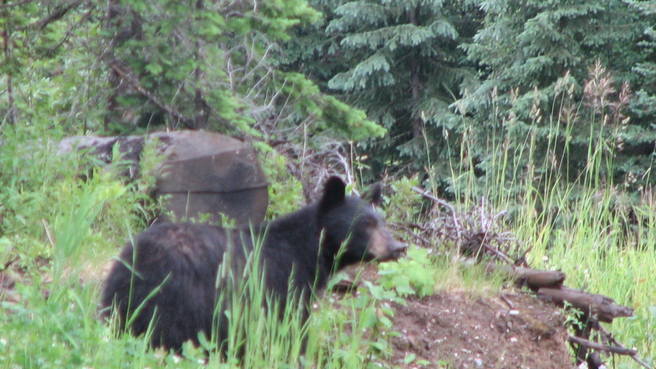 Photo of Outdoor in Sun Peaks