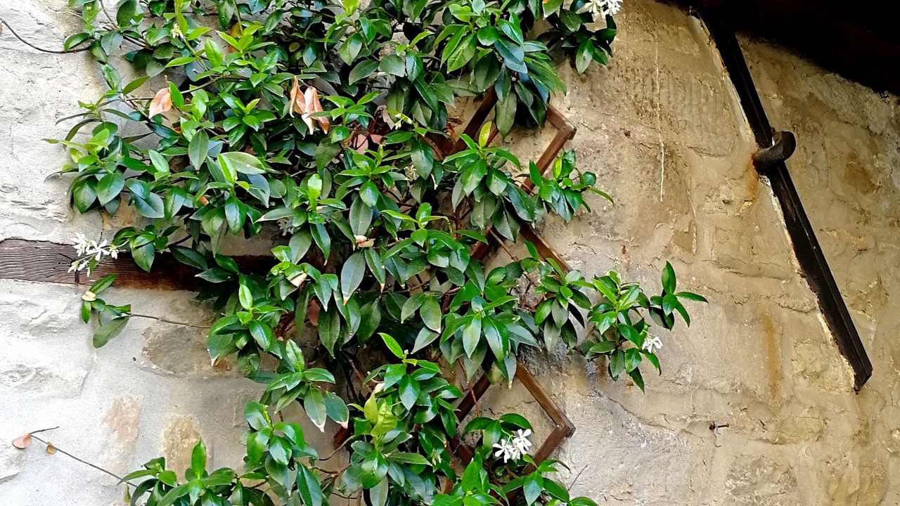 Photo of Outdoor in Firenzuola