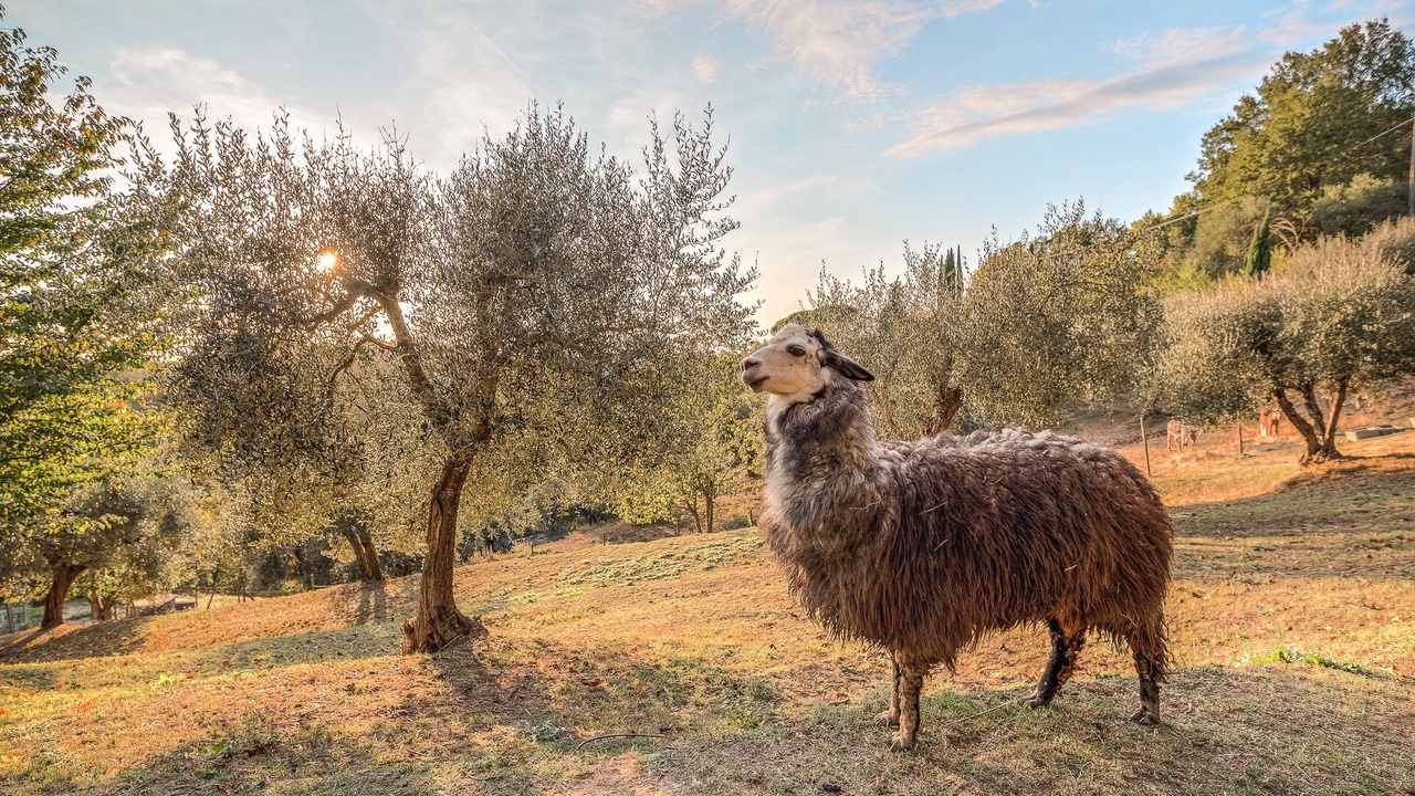 Photo of Outdoor in Montecastello