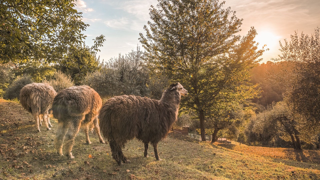 Photo of Outdoor in Pontedera