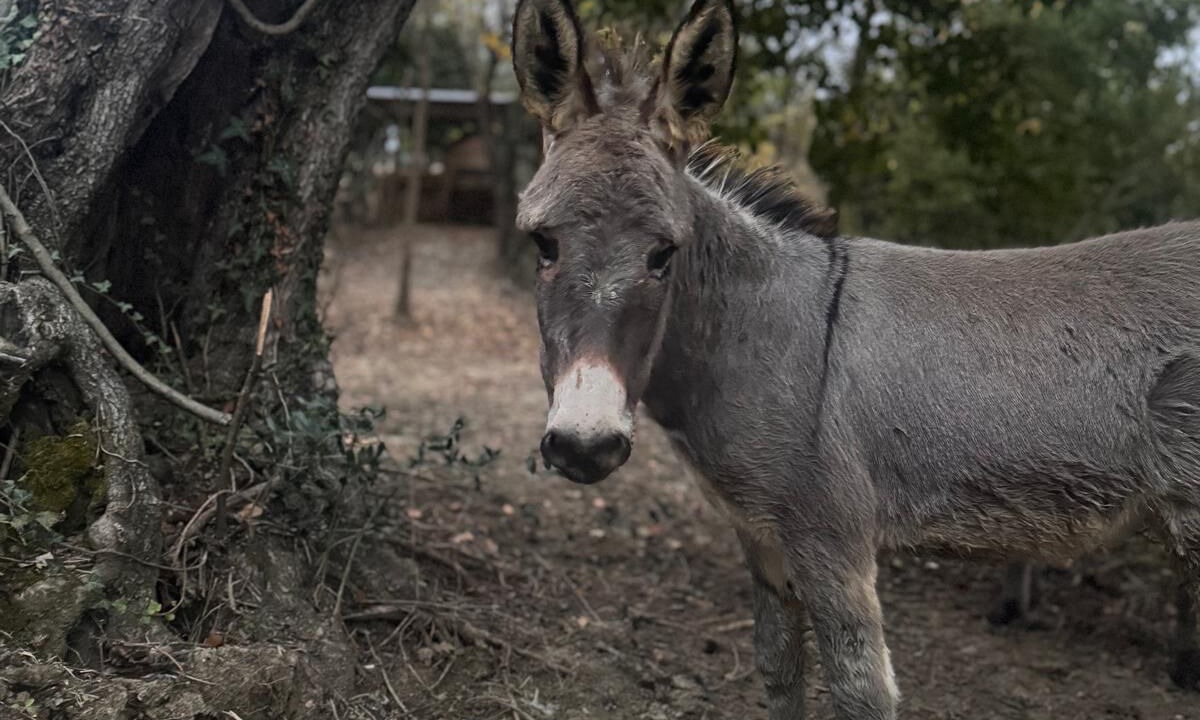 Photo of Outdoor in Bucciano