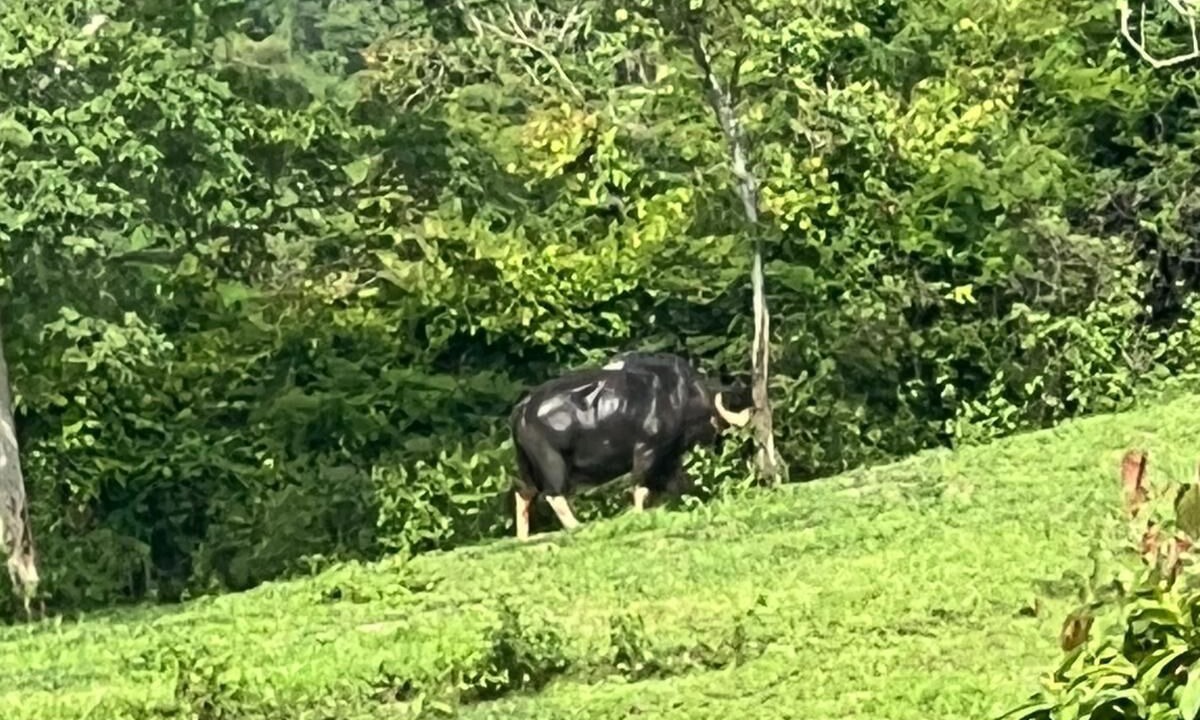 Photo of Others in Pong Ta Long