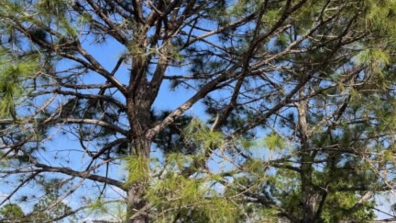Photo of Outdoor in Poinciana