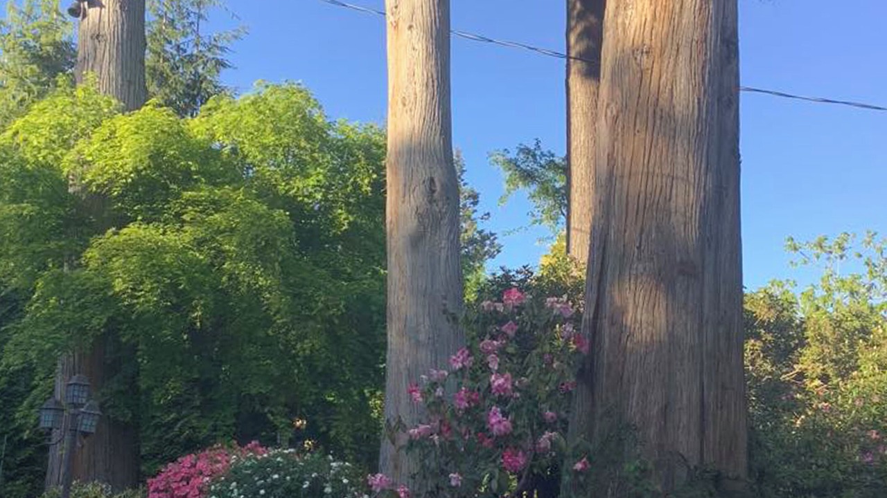 Photo of Outdoor in Dundarave