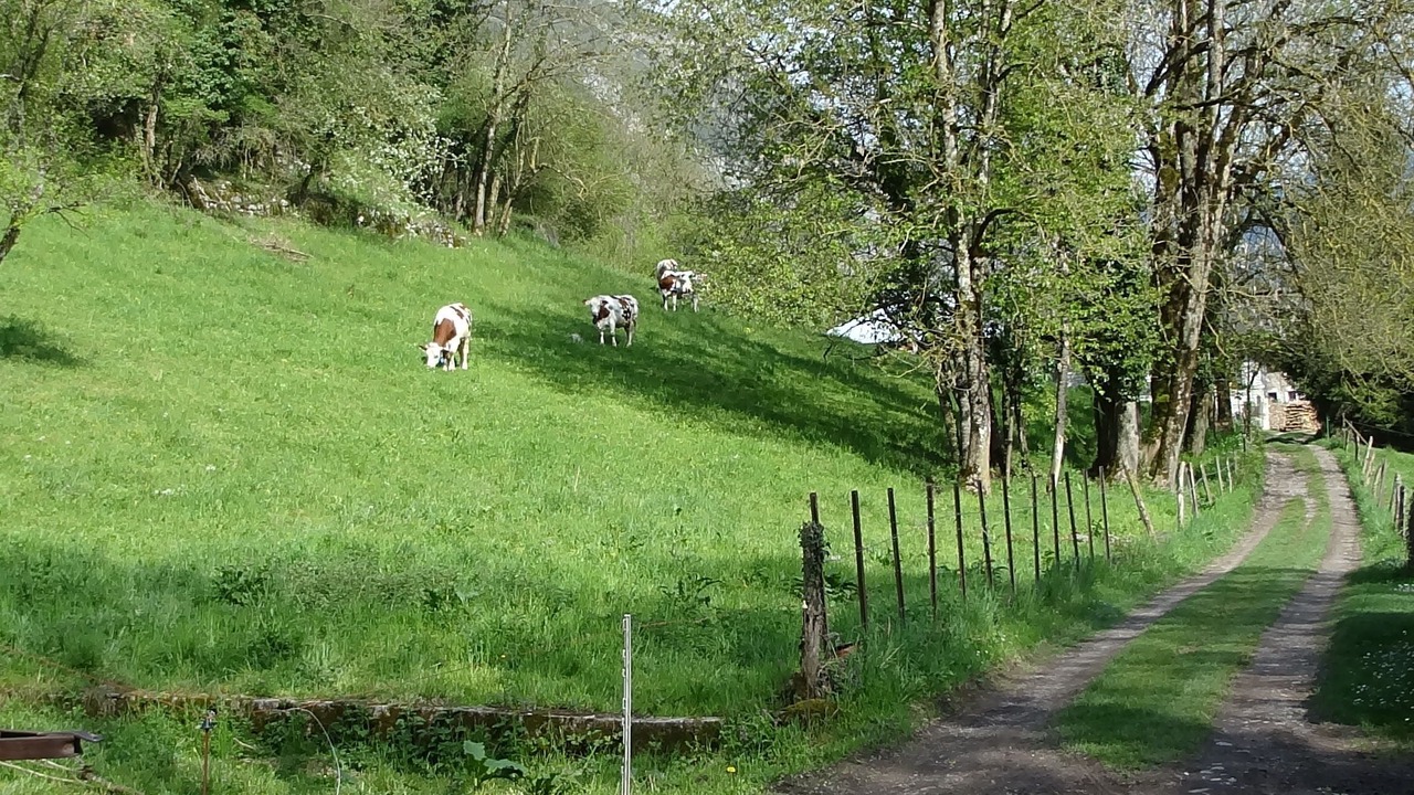 Photo of Others in Faverges-Seythenex