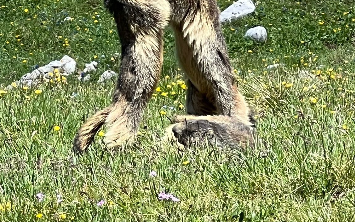 Photo of Others in Gilly-sur-Isere