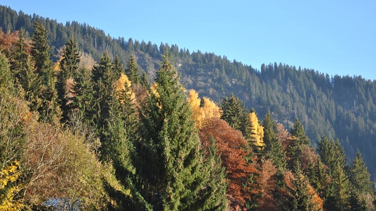 Photo of Others in Cohennoz
