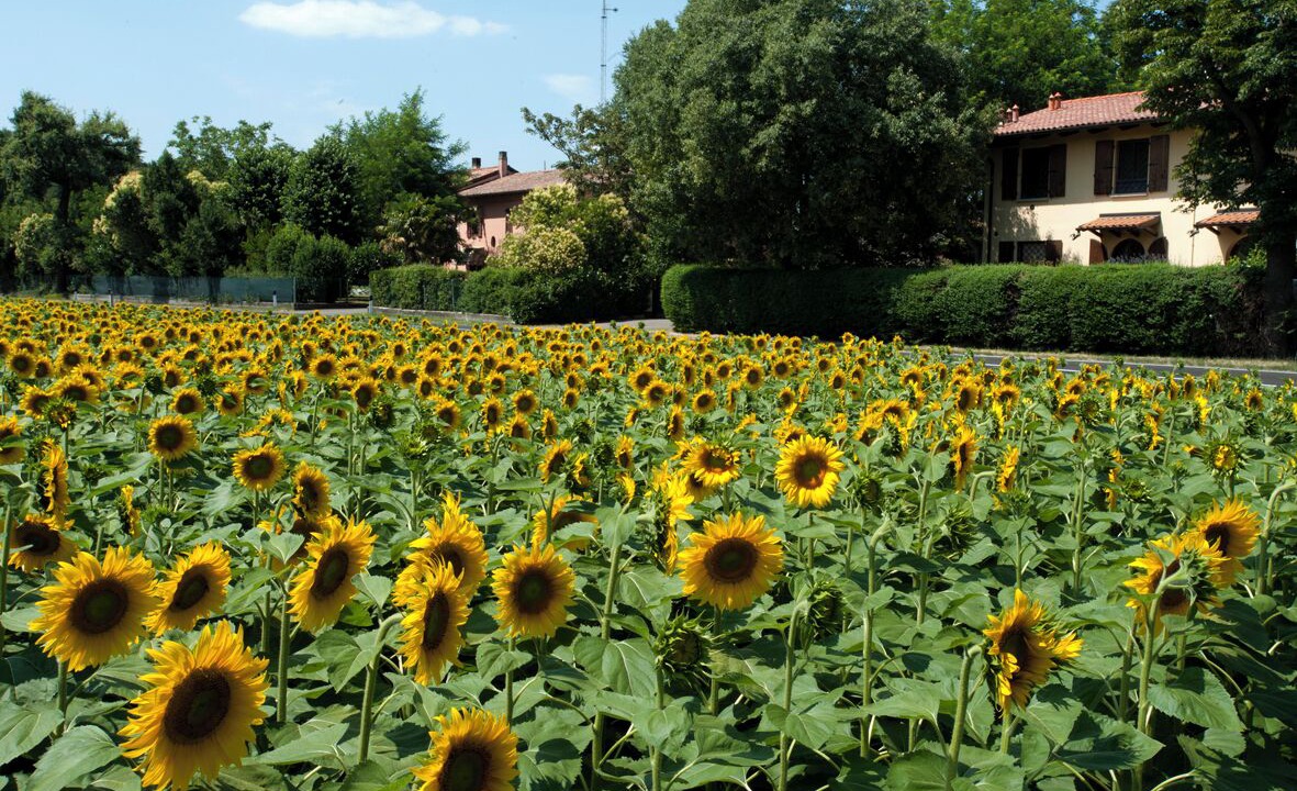 Photo of Outdoor in San Lazzaro di Savena