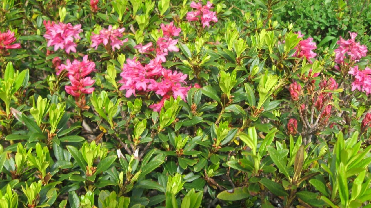 Photo of Outdoor in La Giettaz