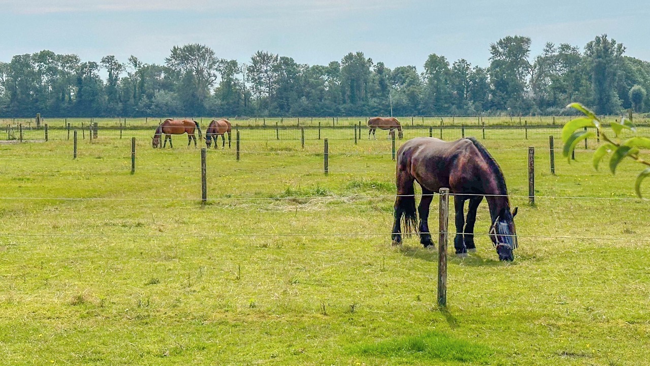 Photo of Others in Heiloo