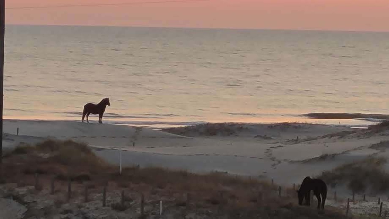 Photo of Others in Carova Beach