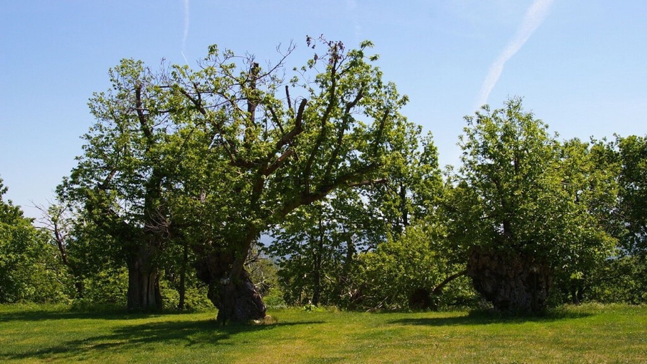 Photo of Outdoor in Borgo San Lorenzo