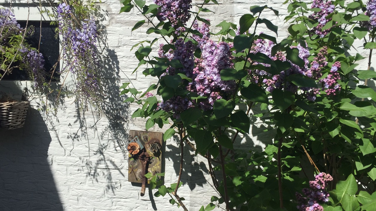 Photo of Outdoor in Alkmaar
