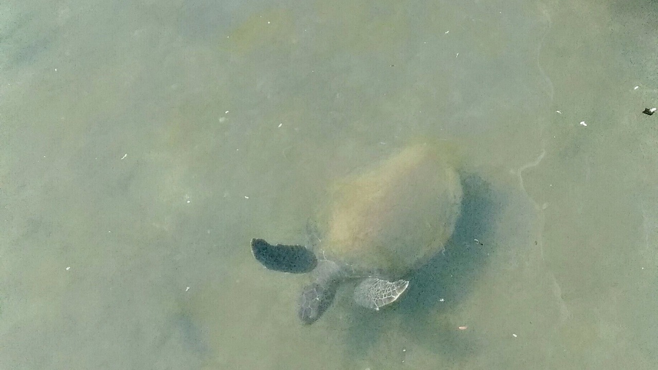 Photo of Others in Praia do Jardim