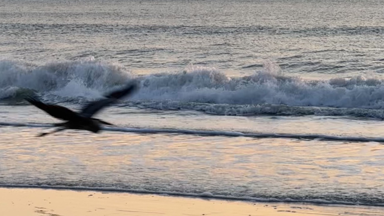 Photo of Others in New Smyrna Beach