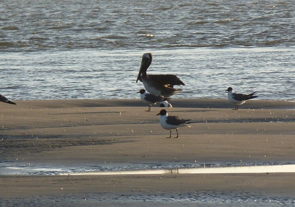 Photo of Others in Seabrook Island