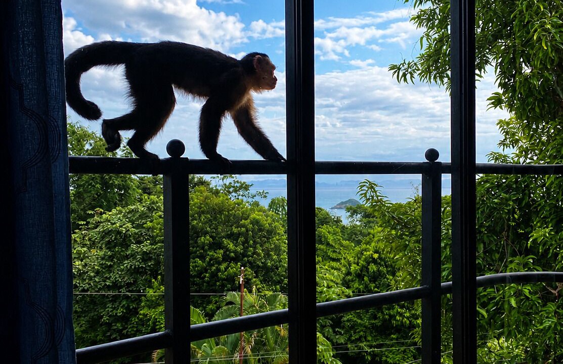 Photo of Outdoor in Manuel Antonio