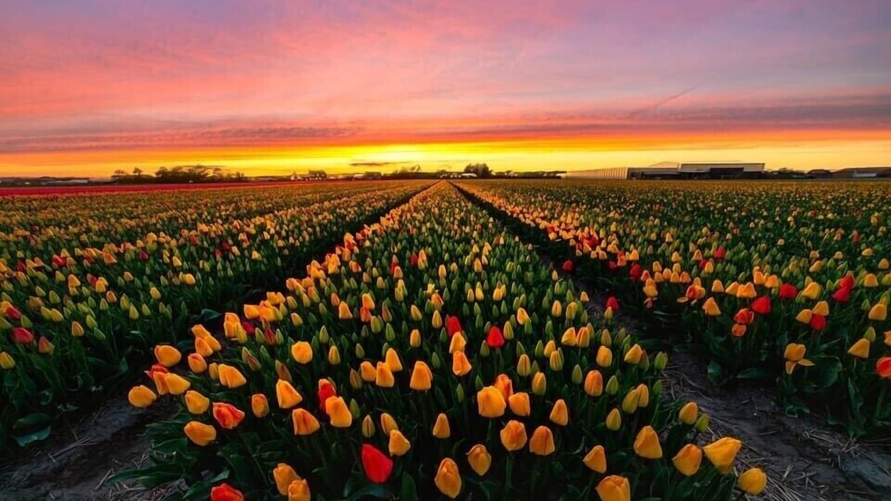 Photo of Outdoor in Petten