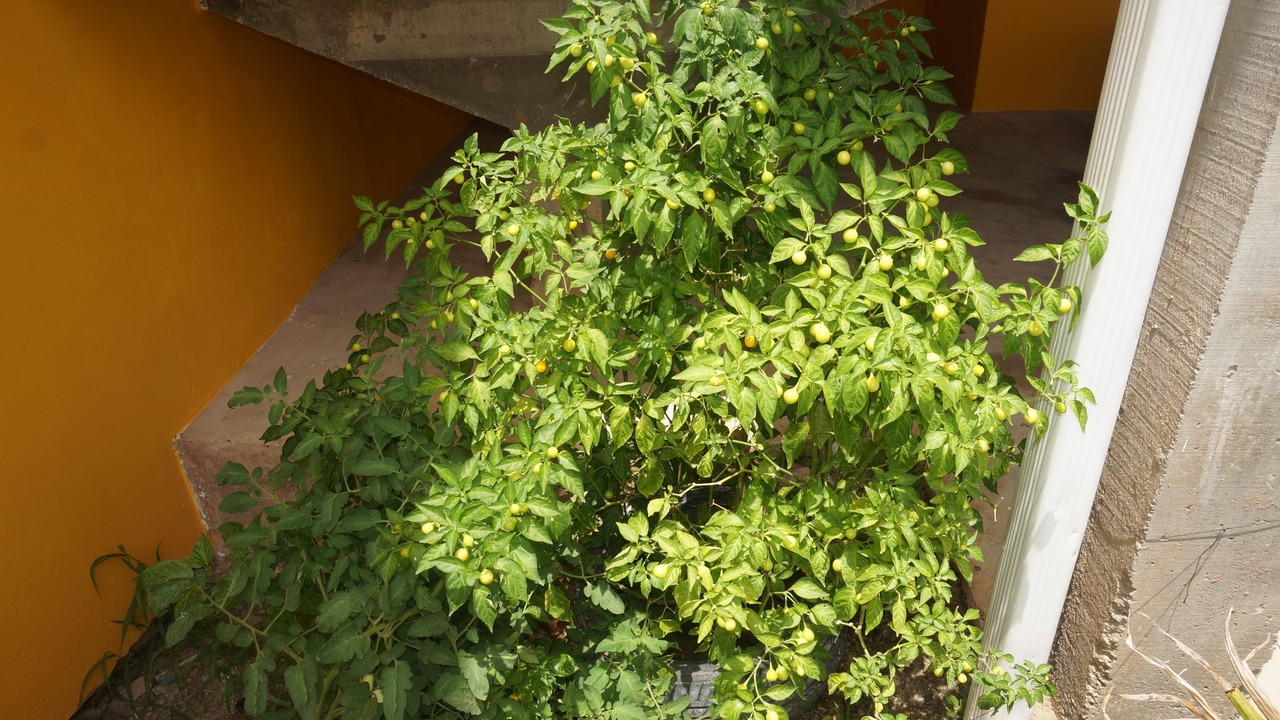 Photo of Outdoor in Diamond