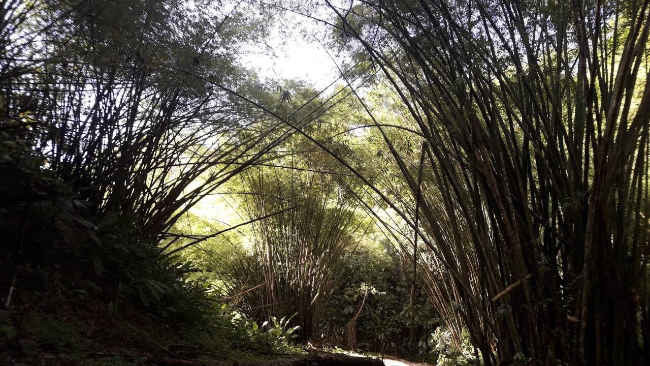 Photo of Outdoor in Parlatuvier