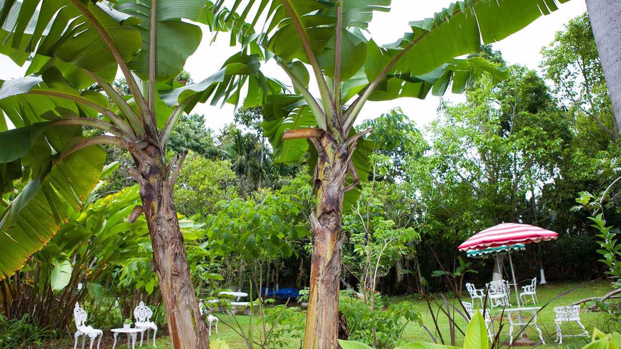 Photo of Outdoor in Mandeville