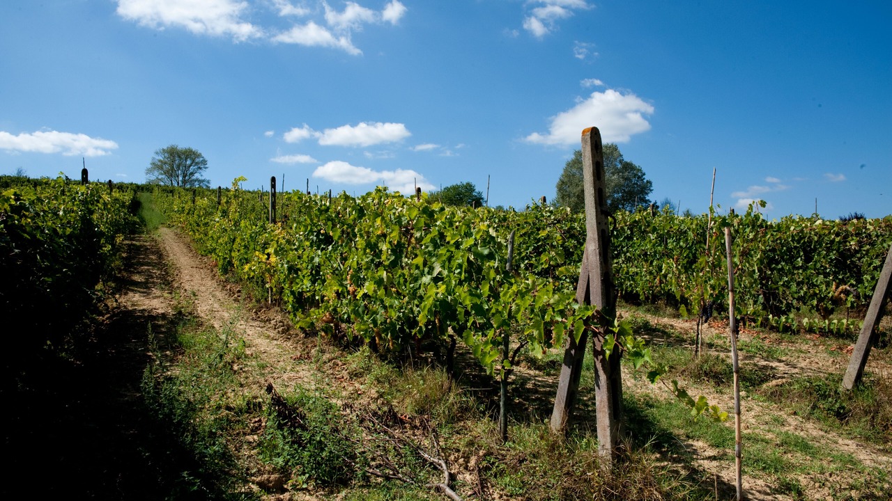 Photo of Outdoor in Toiano