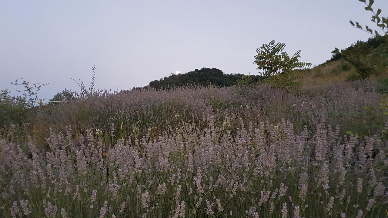 Photo of Outdoor in Livergnano