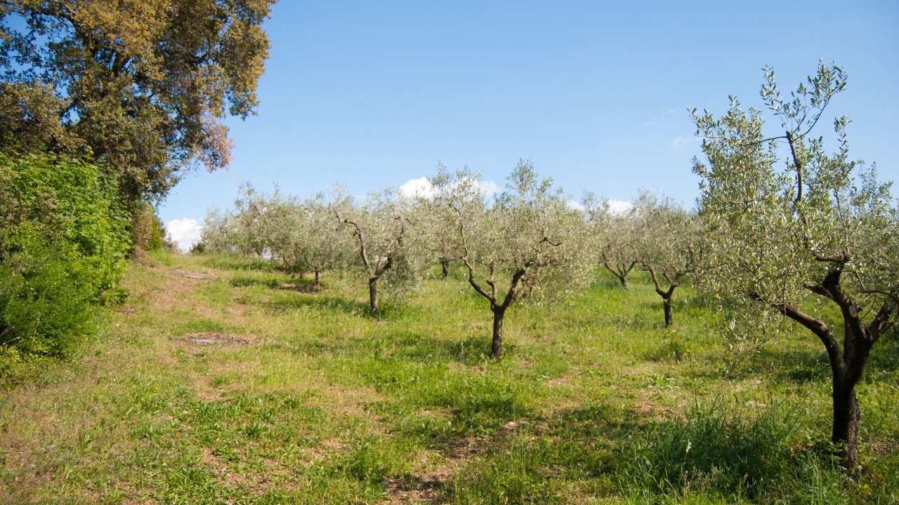 Photo of Outdoor in Riparbella