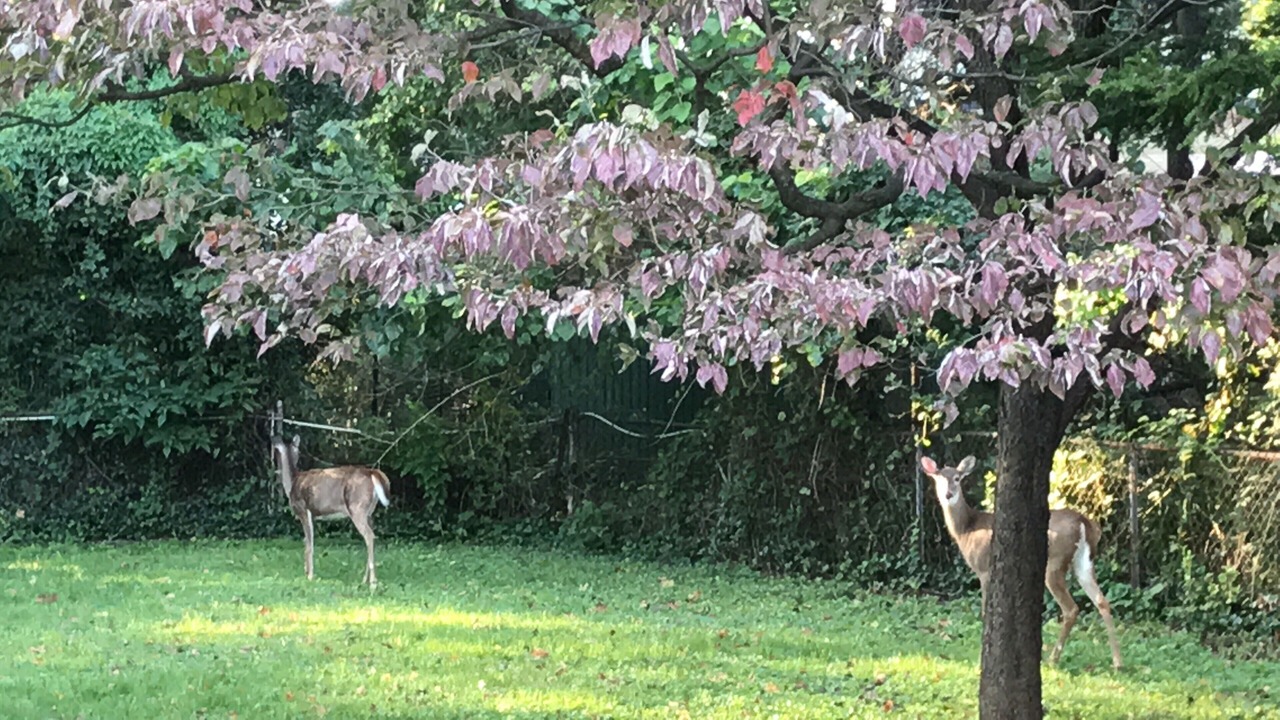 Photo of Outdoor in Silver Spring