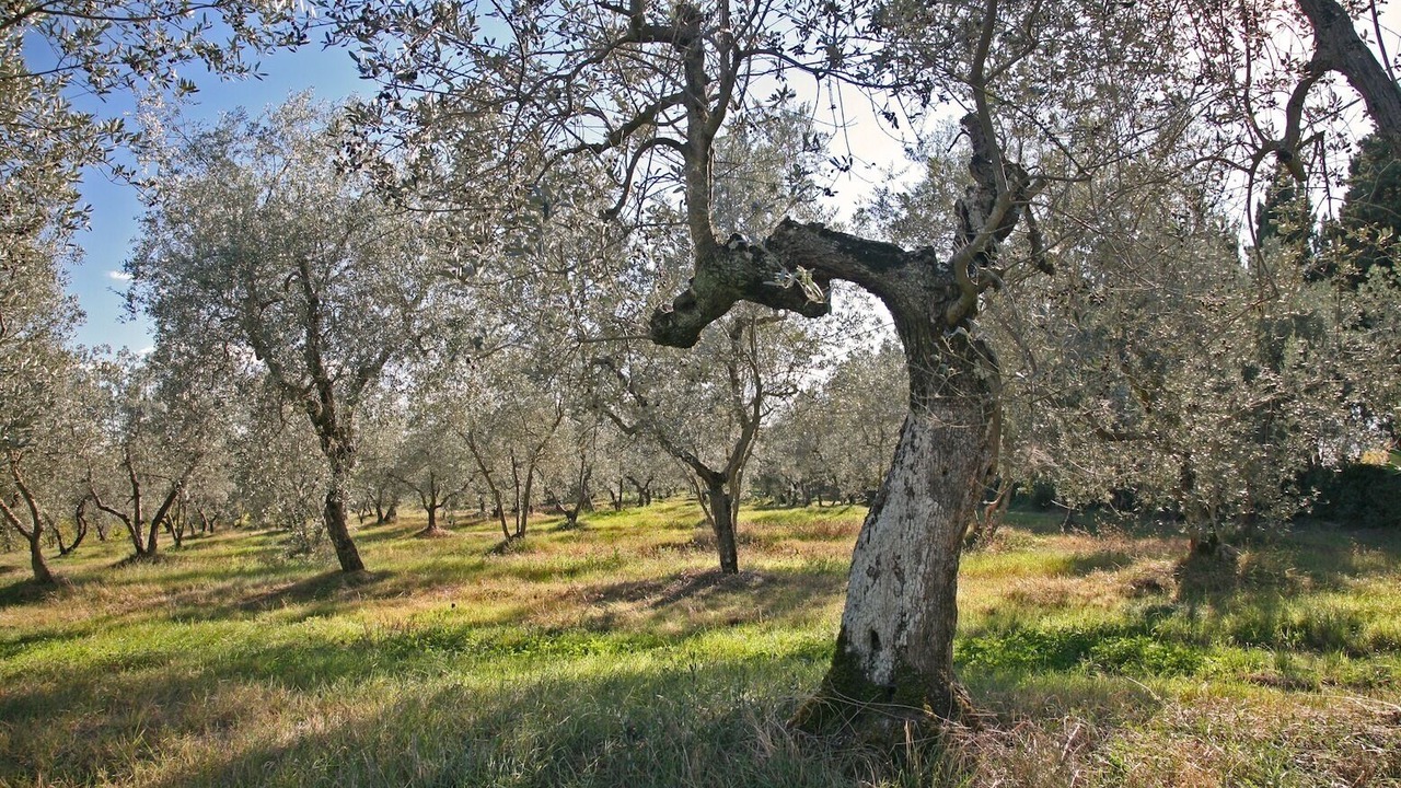 Photo of Outdoor in Tavarnelle Val di Pesa