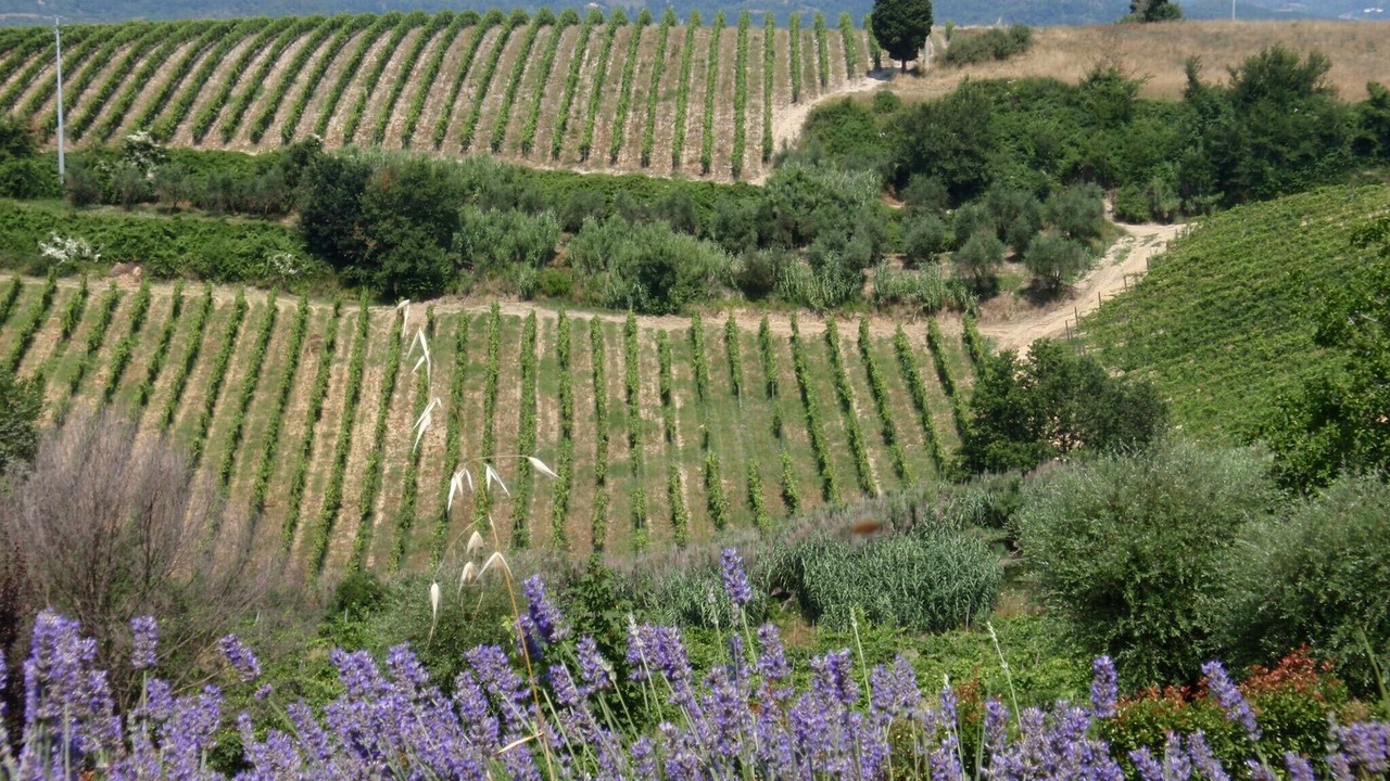 Photo of Outdoor in Montaione