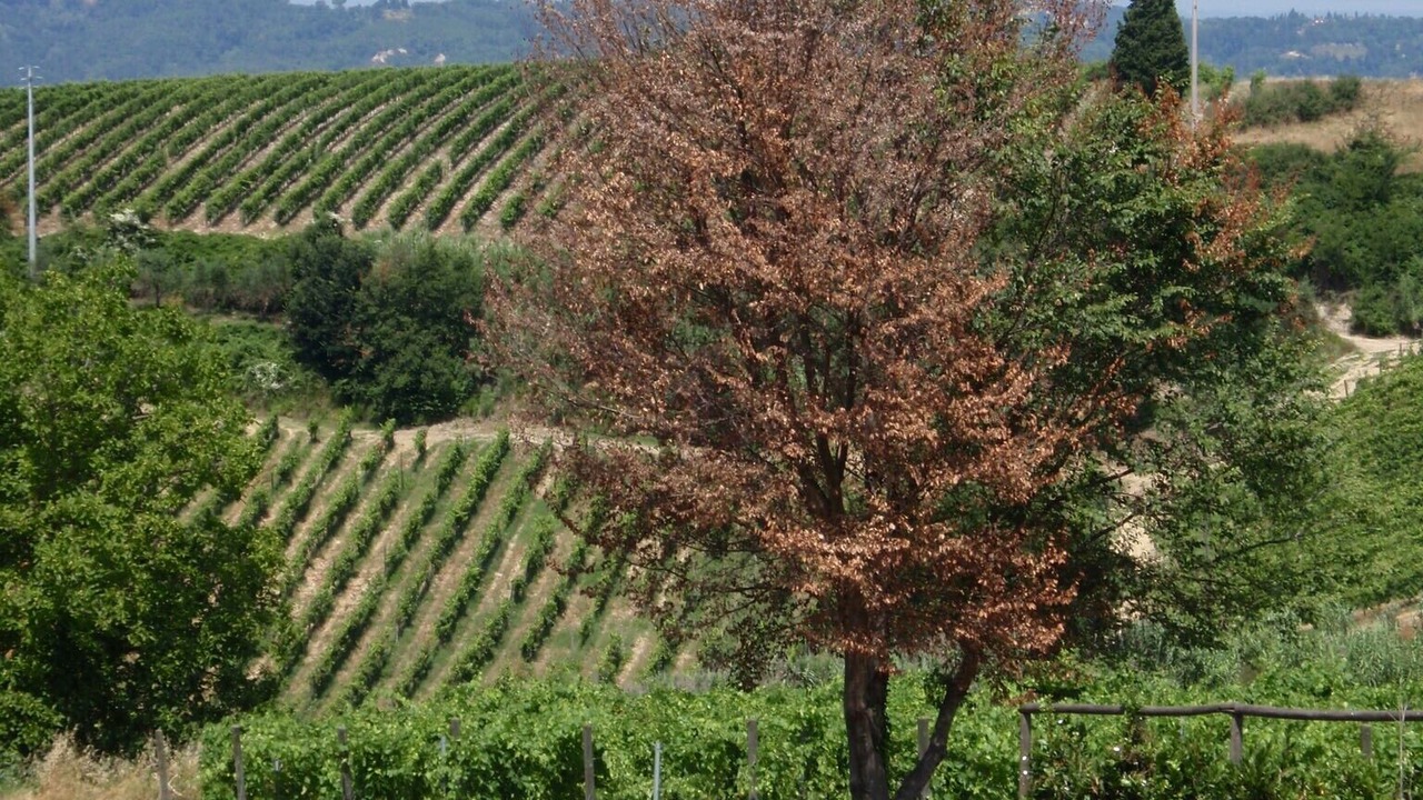 Photo of Outdoor in Montaione