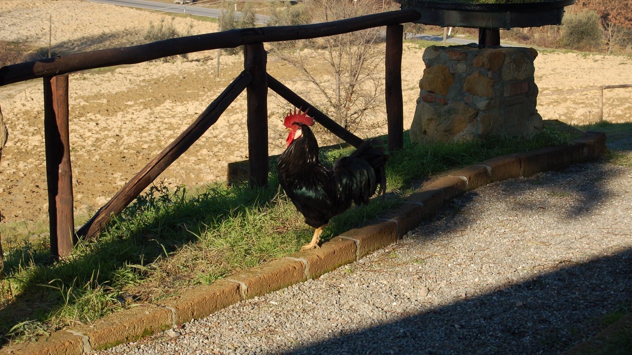 Photo of Outdoor in Montaione