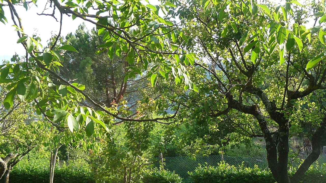 Photo of Outdoor in Pratovecchio