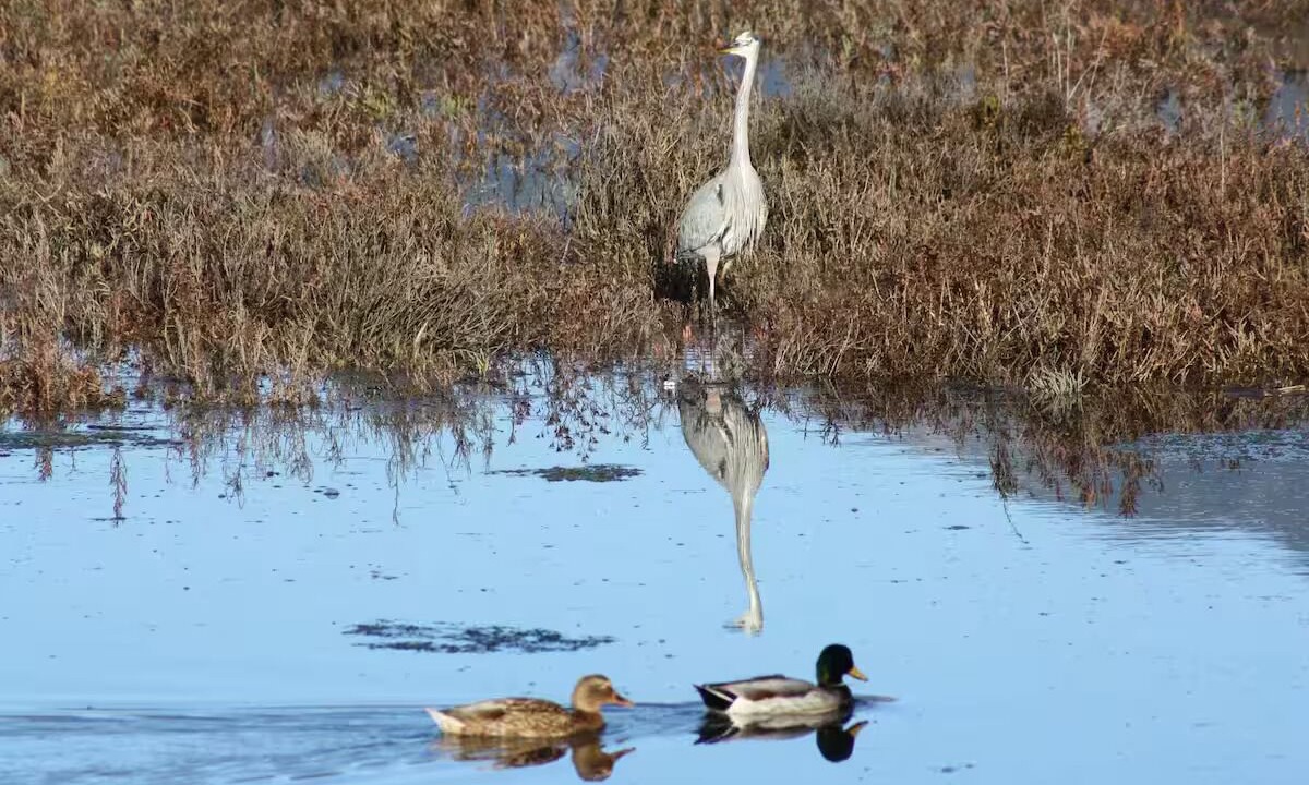 Photo of Others in Carpinteria