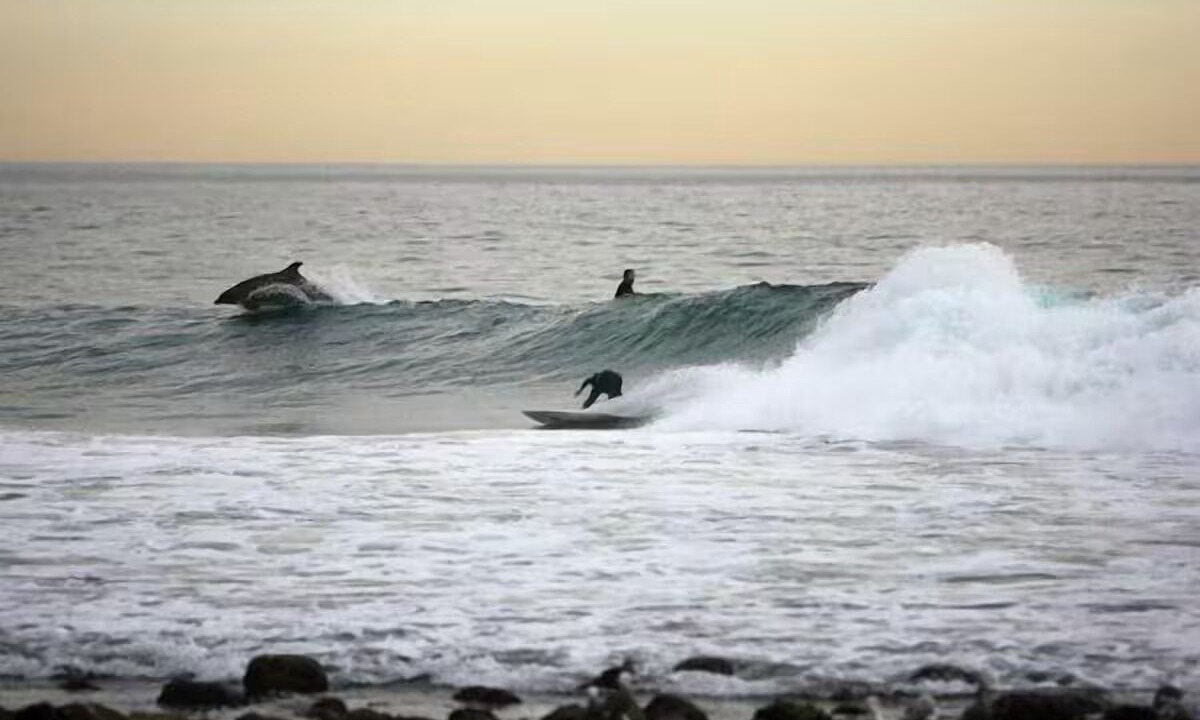 Photo of Others in Carpinteria