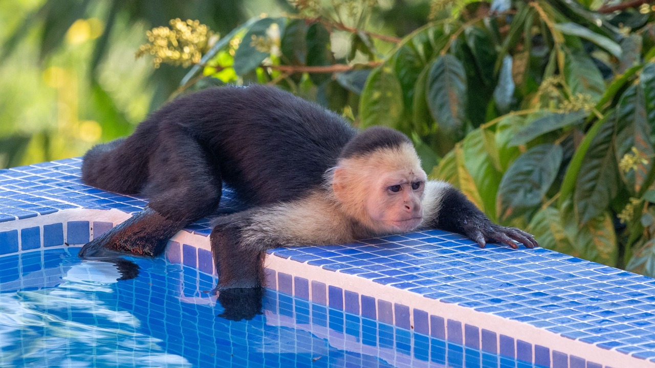 Photo of Outdoor in Manuel Antonio