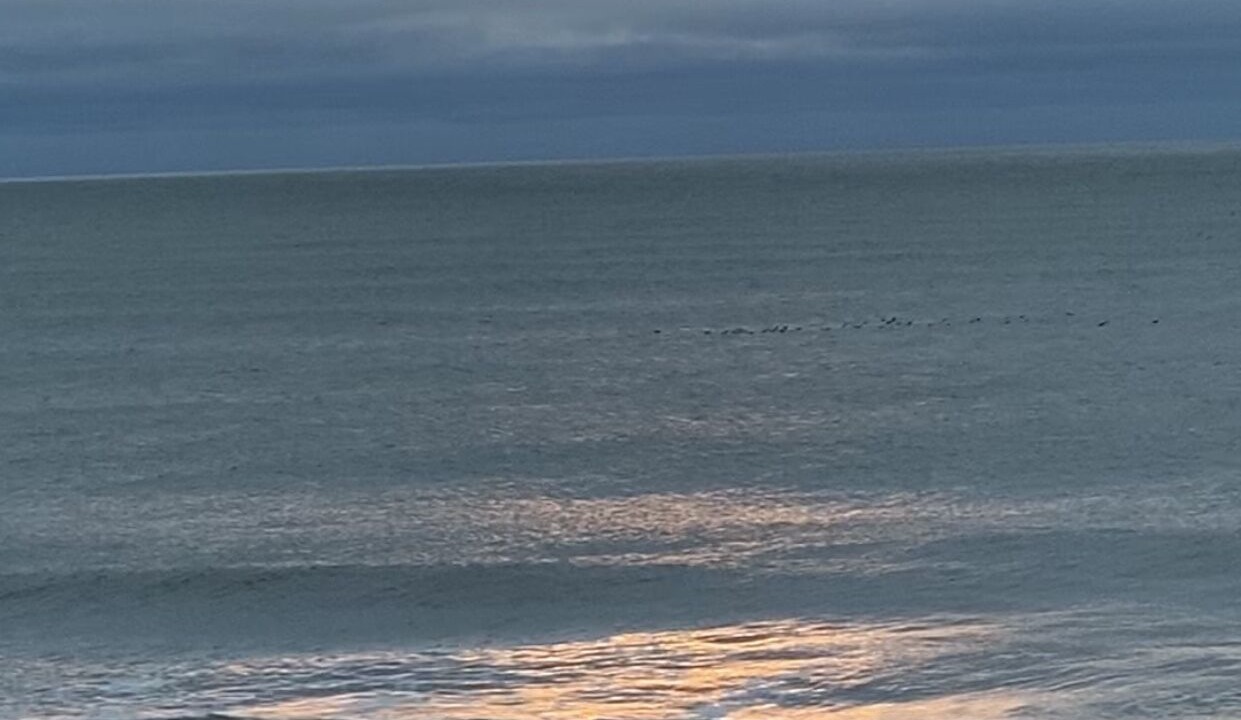 Photo of Others in Folly Beach