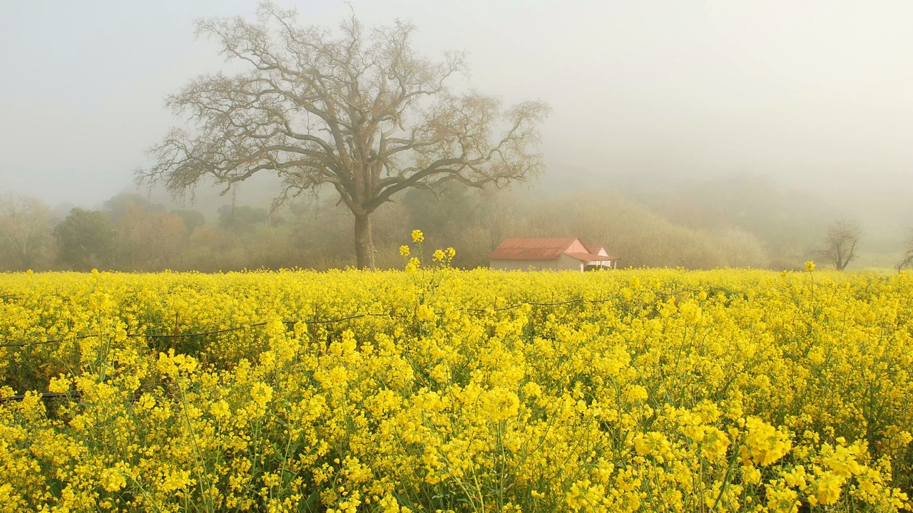 Photo of Others in Napa