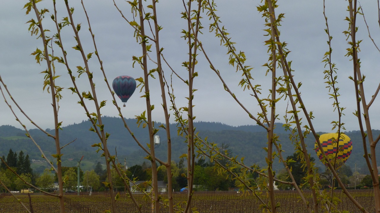 Photo of Others in Napa